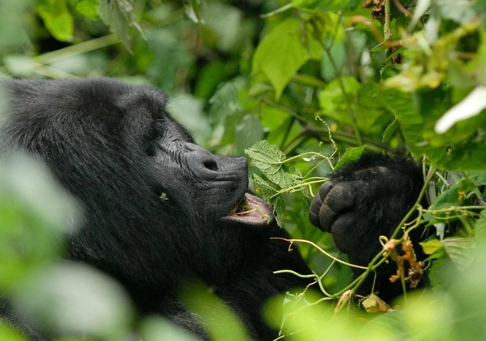 Is Uganda or Rwanda Better for Gorilla Trekking?