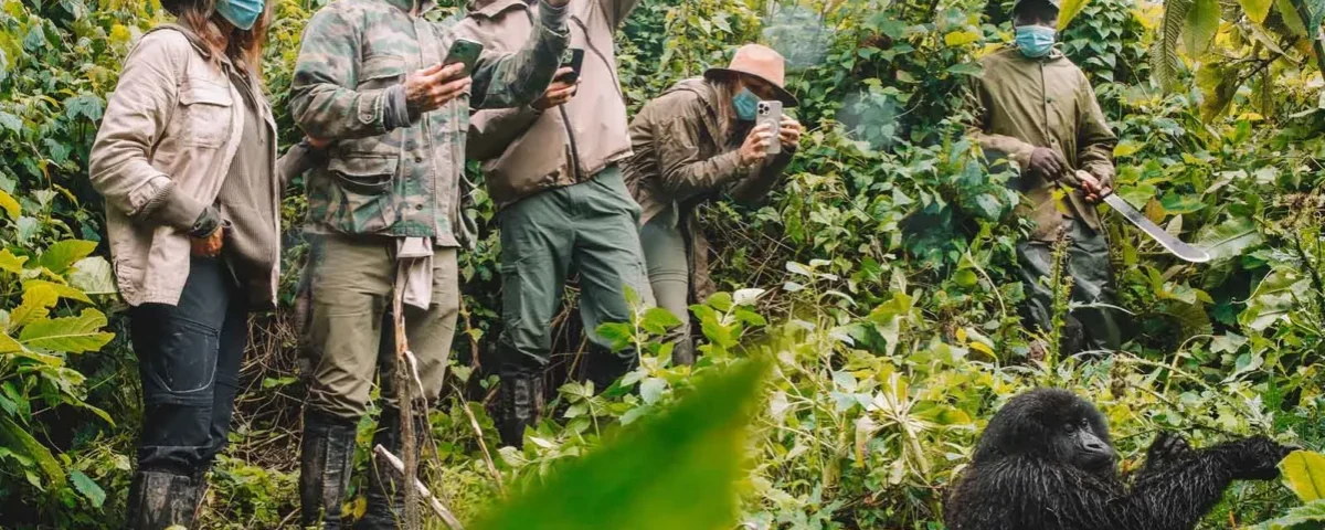 How Far Do You Have to Be From Gorillas Trekking