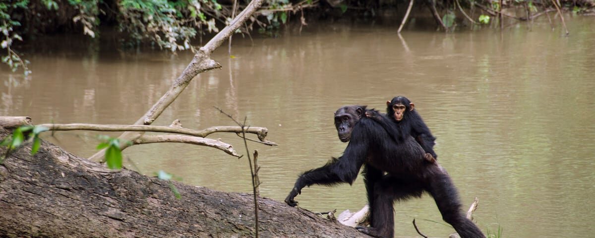 Where Can A Tourist Go For Chimpanzee Trekking