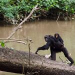 Where Can A Tourist Go For Chimpanzee Trekking