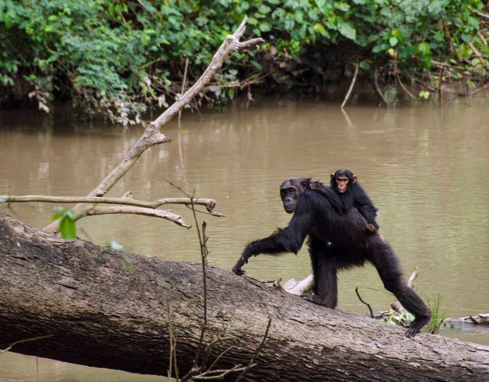 Where Can A Tourist Go For Chimpanzee Trekking