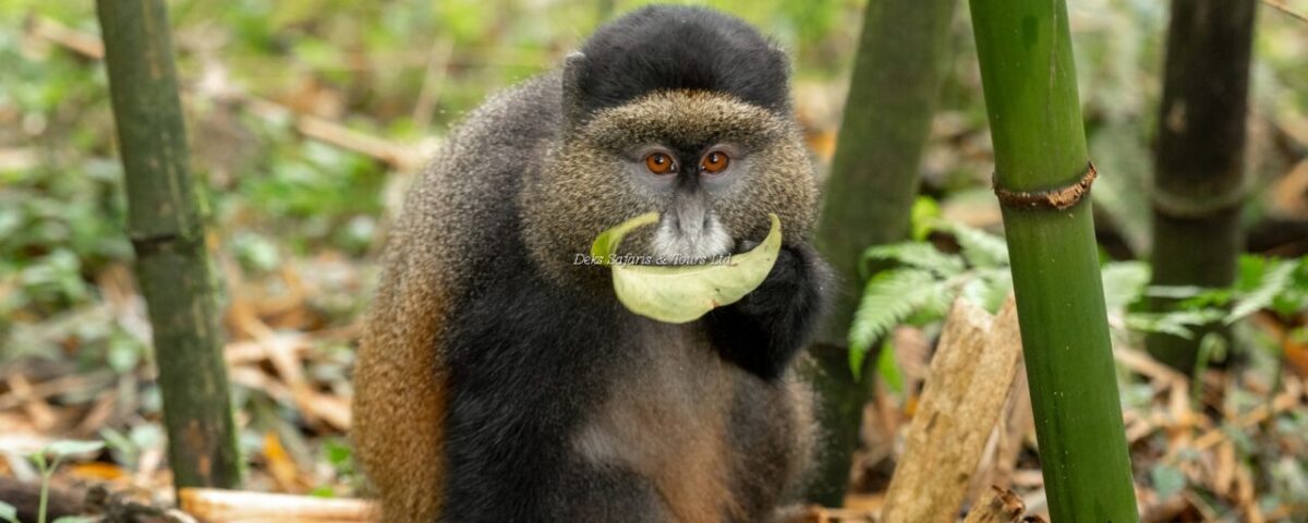 What Is the Age Limit for Golden Monkey Trekking