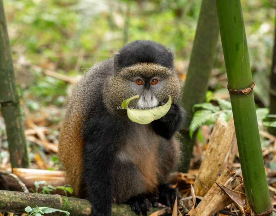 What Is the Age Limit for Golden Monkey Trekking