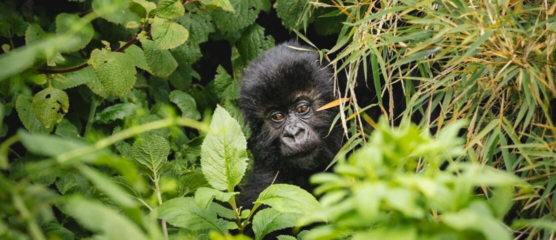 How Much Does It Cost to Go Gorilla Trekking in Rwanda?