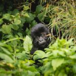 How Much Does It Cost to Go Gorilla Trekking in Rwanda?