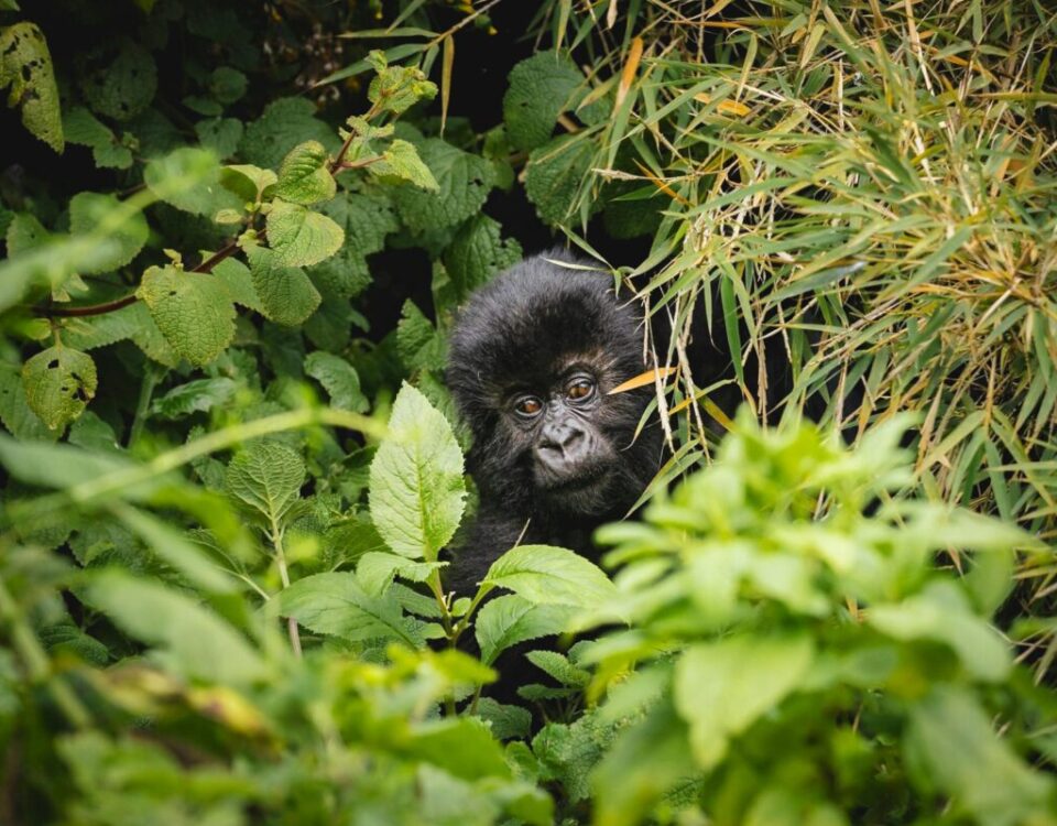 How Much Does It Cost to Go Gorilla Trekking in Rwanda?
