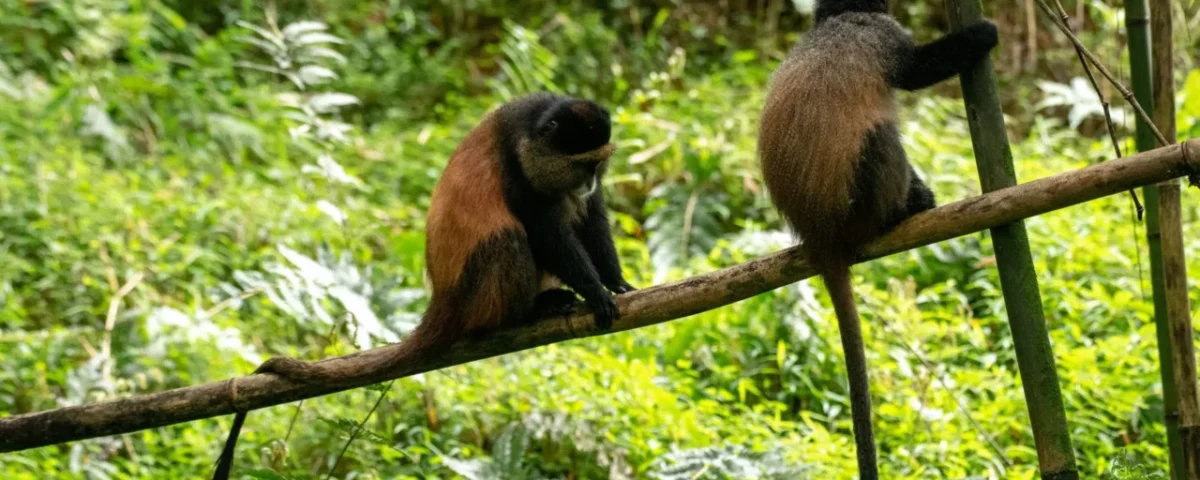 How Golden Monkey Trekking Differs from Gorilla Trekking
