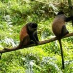 How Golden Monkey Trekking Differs from Gorilla Trekking