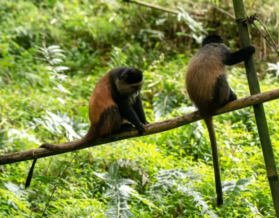 How Golden Monkey Trekking Differs from Gorilla Trekking