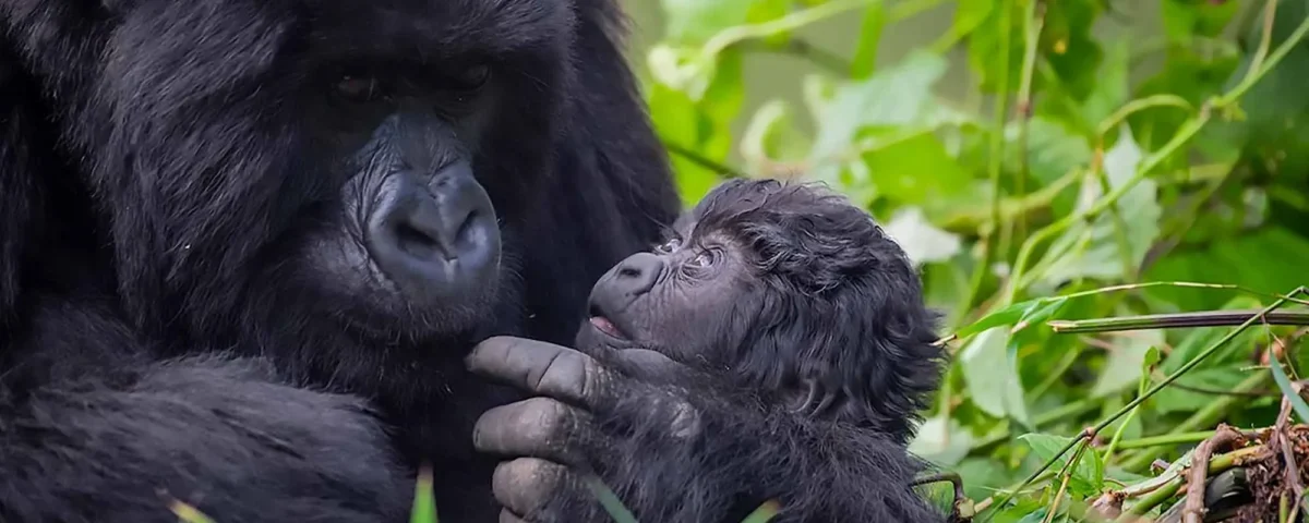 How Difficult Is Gorilla Trekking in Uganda?