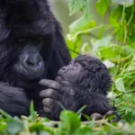 How Difficult Is Gorilla Trekking in Uganda?