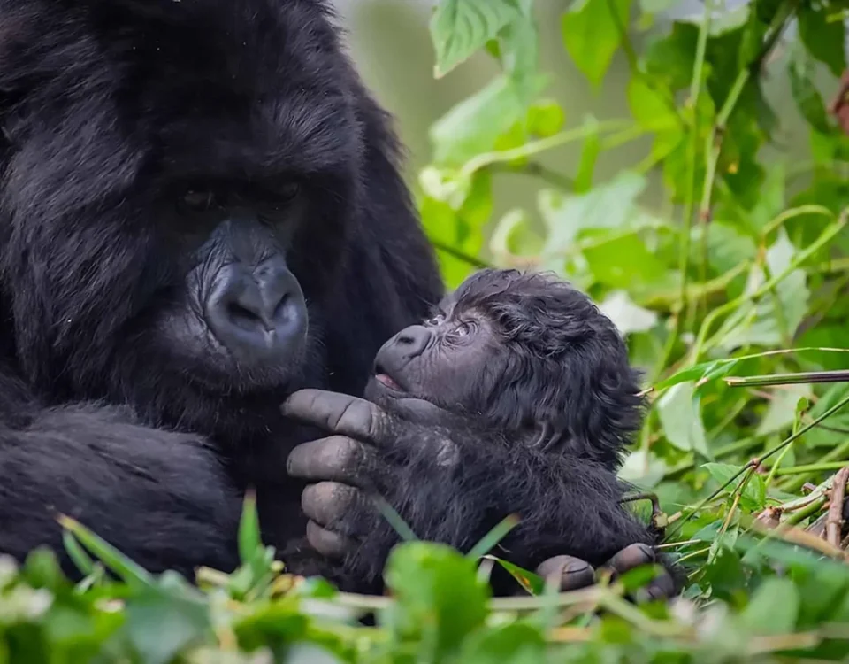 How Difficult Is Gorilla Trekking in Uganda?