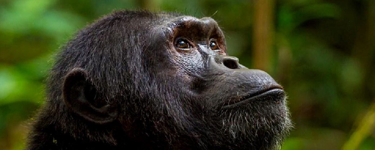 How Much Does It Cost to Trek Chimps in Kibale