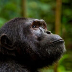 How Much Does It Cost to Trek Chimps in Kibale