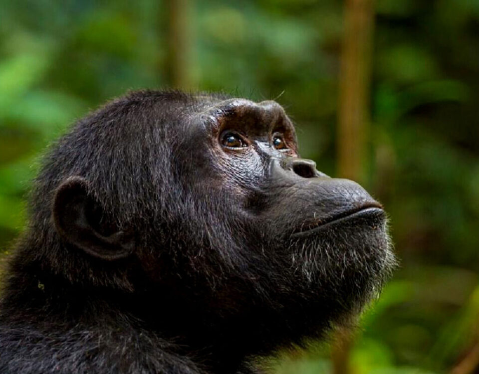 How Much Does It Cost to Trek Chimps in Kibale