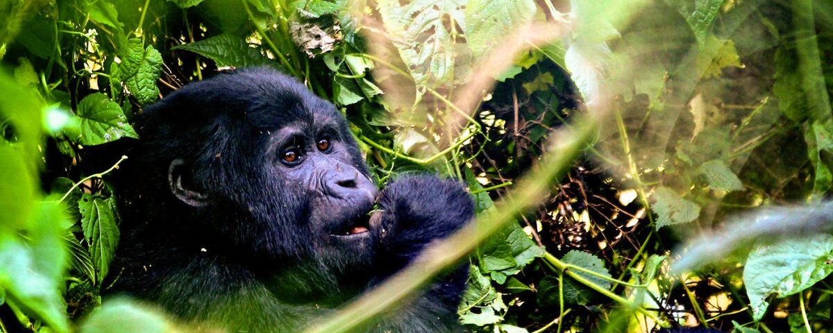 When Should I Go Gorilla Trekking in Rwanda