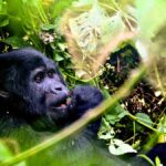 When Should I Go Gorilla Trekking in Rwanda