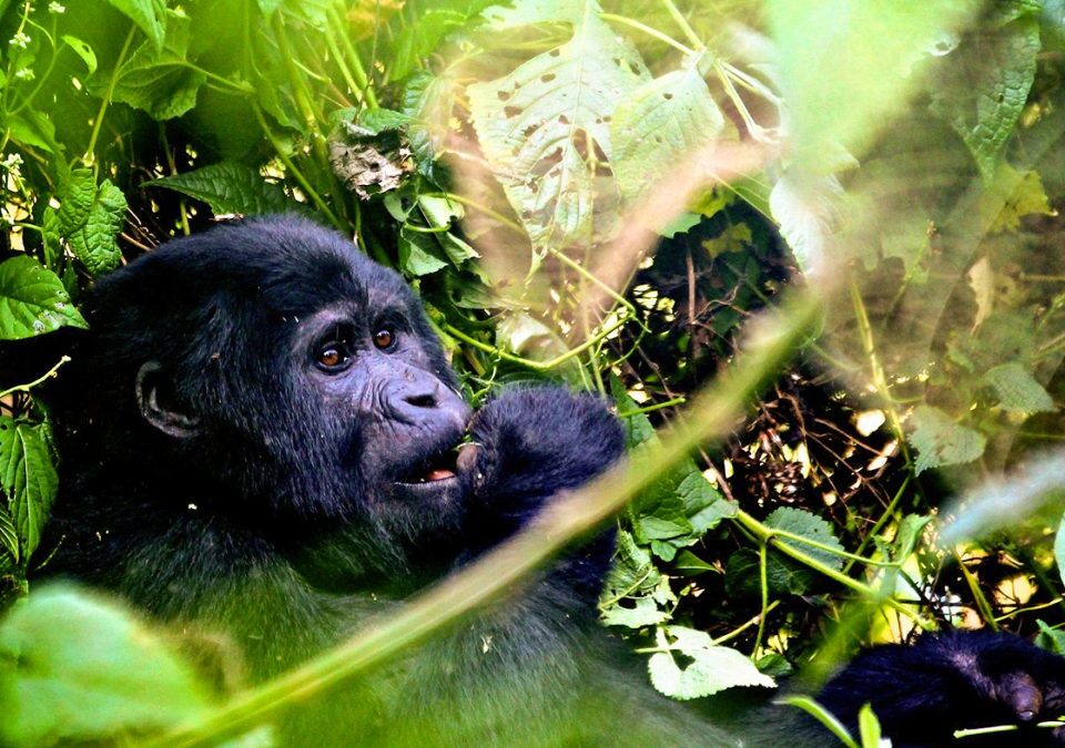 When Should I Go Gorilla Trekking in Rwanda