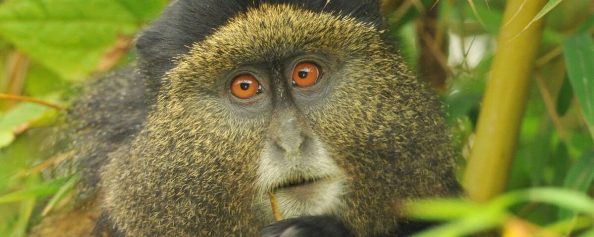 How Much Does It Cost to Trek the Golden Monkey in Rwanda