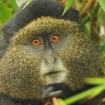 How Much Does It Cost to Trek the Golden Monkey in Rwanda