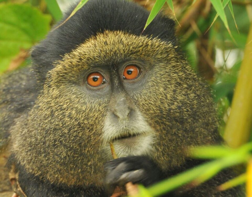 How Much Does It Cost to Trek the Golden Monkey in Rwanda