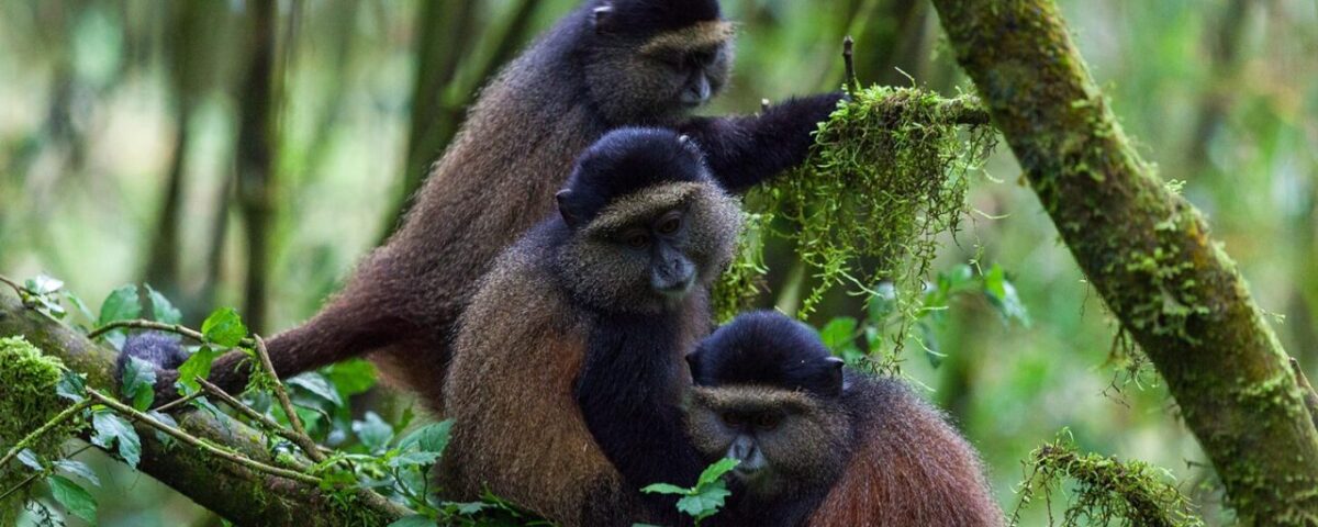 How Long Does Golden Monkey Trekking Take