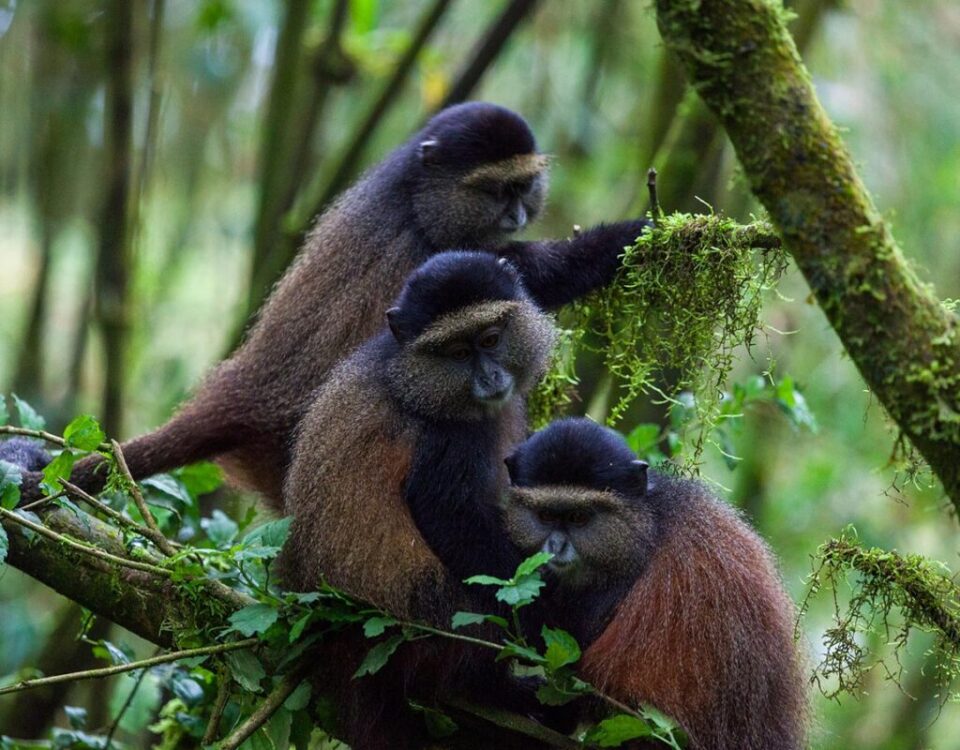 How Long Does Golden Monkey Trekking Take