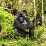 How Safe Is Gorilla Trekking in Rwanda?