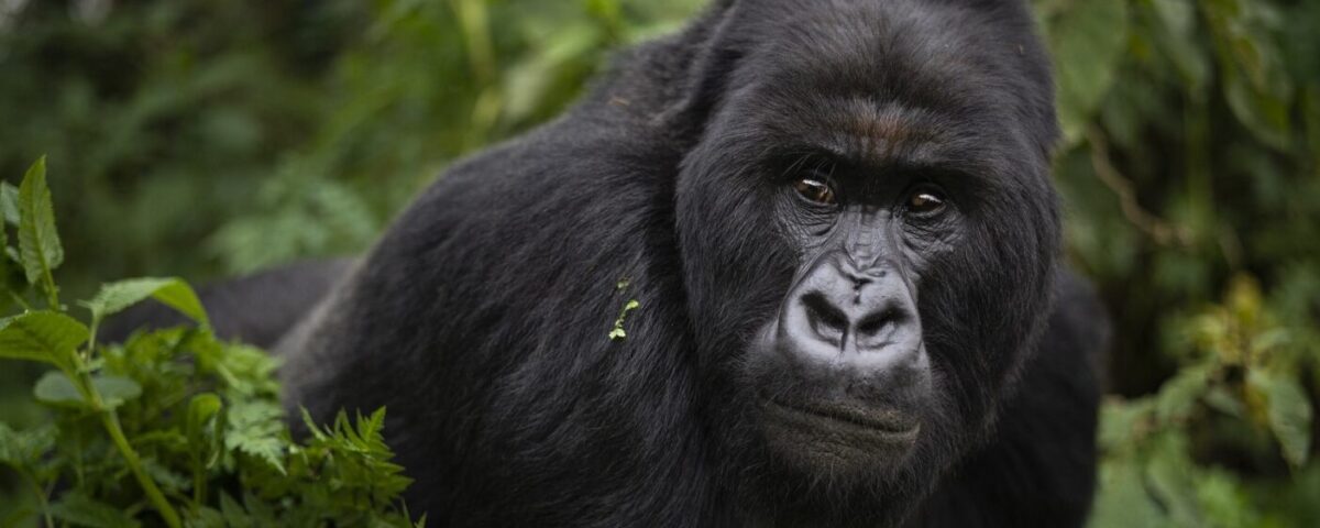 What Is the Age Limit for Gorilla Trekking in Uganda?