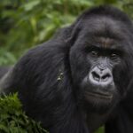 What Is the Age Limit for Gorilla Trekking in Uganda?
