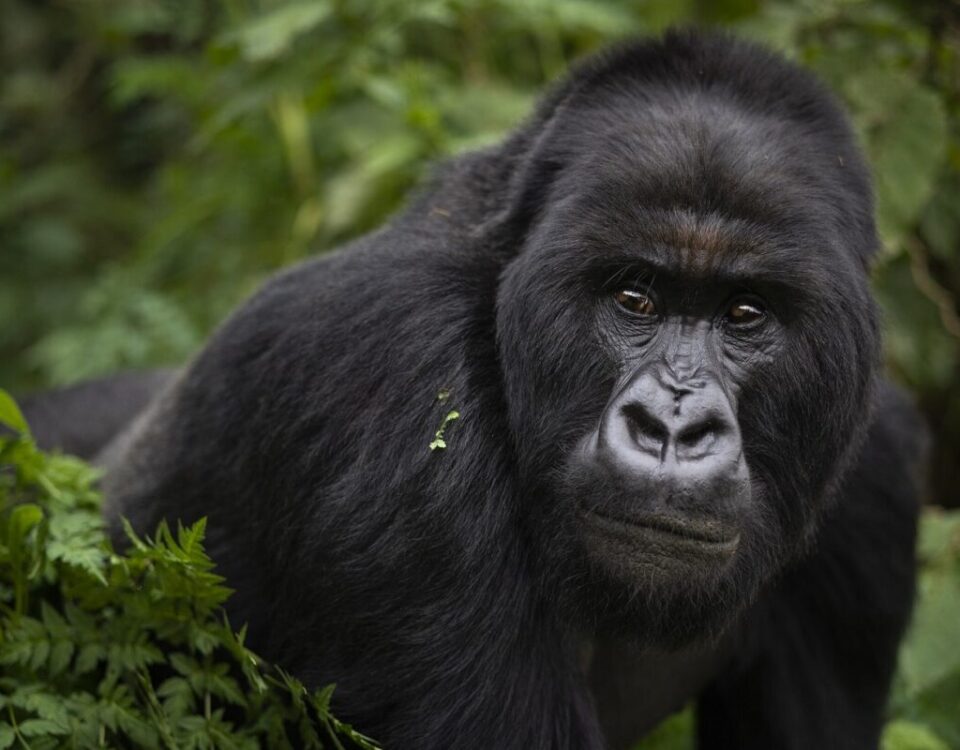 What Is the Age Limit for Gorilla Trekking in Uganda?