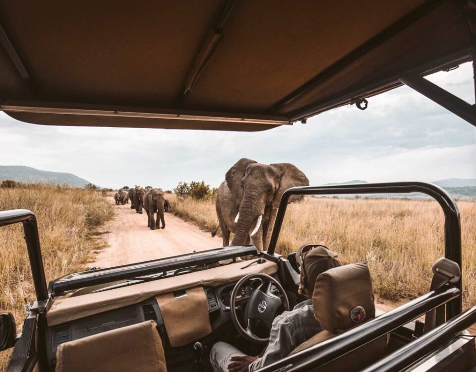 Are There Crowds in a Wildlife Beast Migration Safaris Kenya?