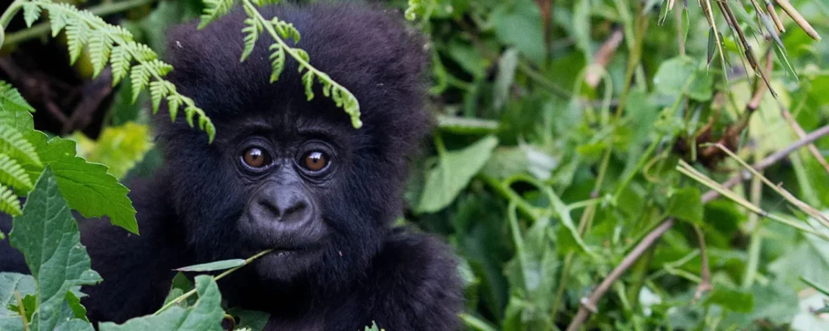 How Much to Tip Gorilla Trekking in Uganda?