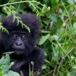 How Much to Tip Gorilla Trekking in Uganda?