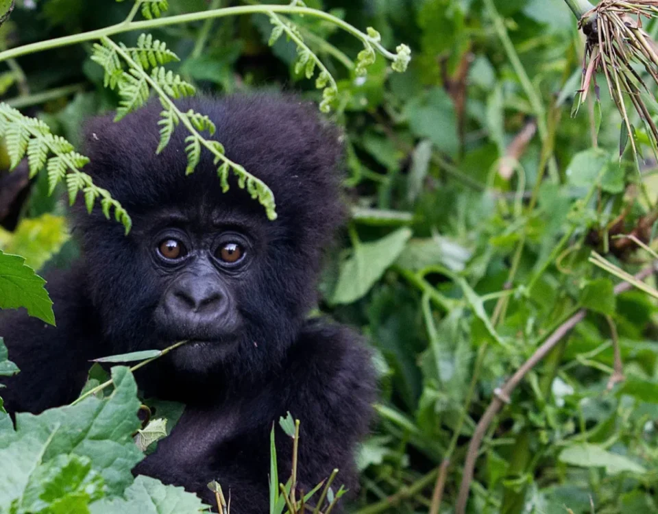 How Much to Tip Gorilla Trekking in Uganda?