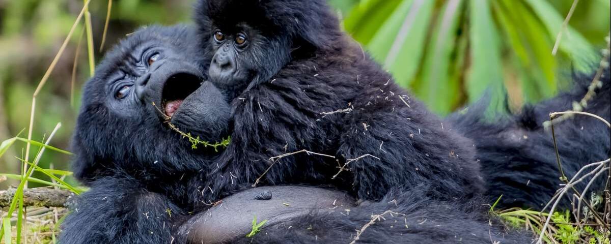 Which Month Is Best for Gorilla Trekking in Uganda?