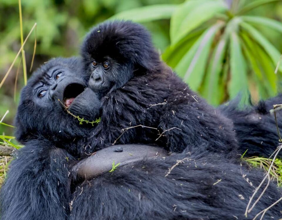 Which Month Is Best for Gorilla Trekking in Uganda?