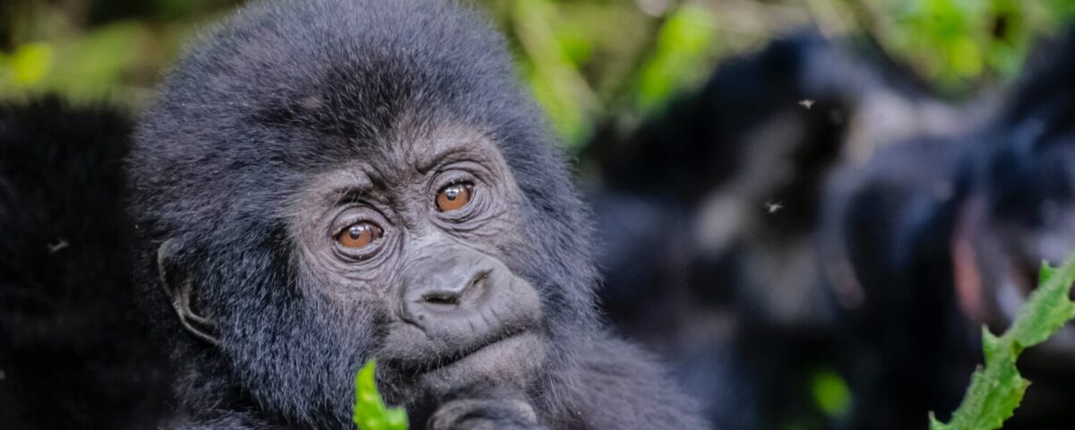 How Much Does It Cost to Go Gorilla Trekking in Uganda?