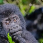 How Much Does It Cost to Go Gorilla Trekking in Uganda?