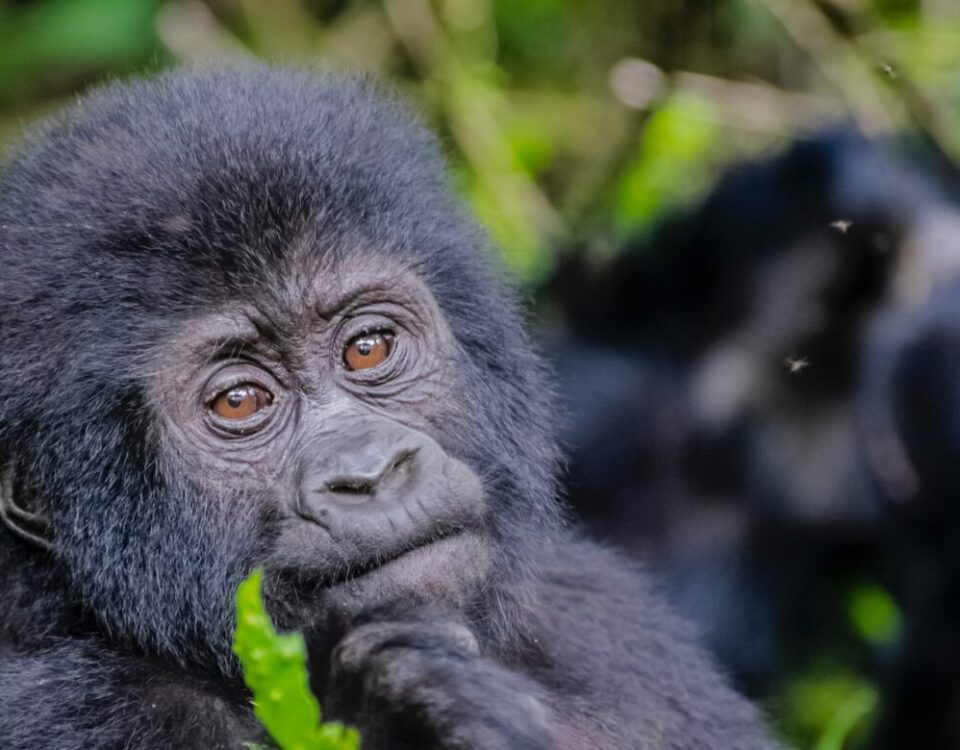 How Much Does It Cost to Go Gorilla Trekking in Uganda?