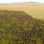How Should I Book a Wildebeest Migration Safari?