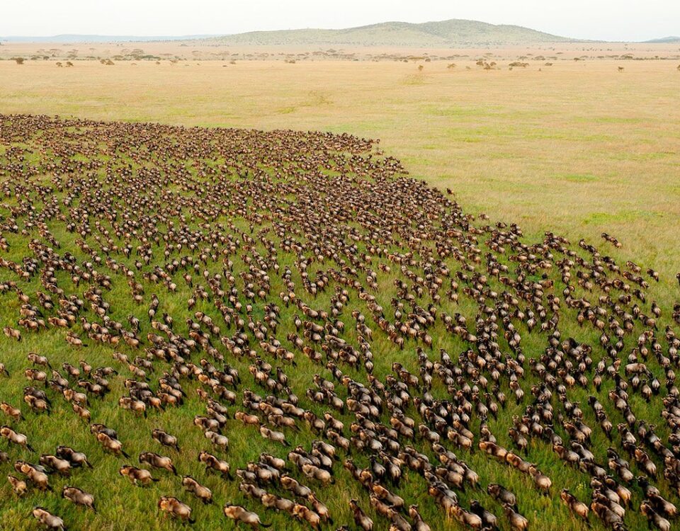 How Should I Book a Wildebeest Migration Safari?
