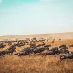 Is Kenya or Tanzania Better for Wildebeest Migration Safaris
