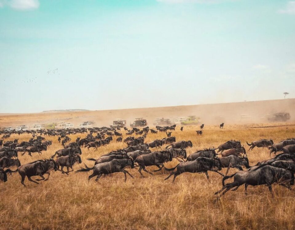 Is Kenya or Tanzania Better for Wildebeest Migration Safaris