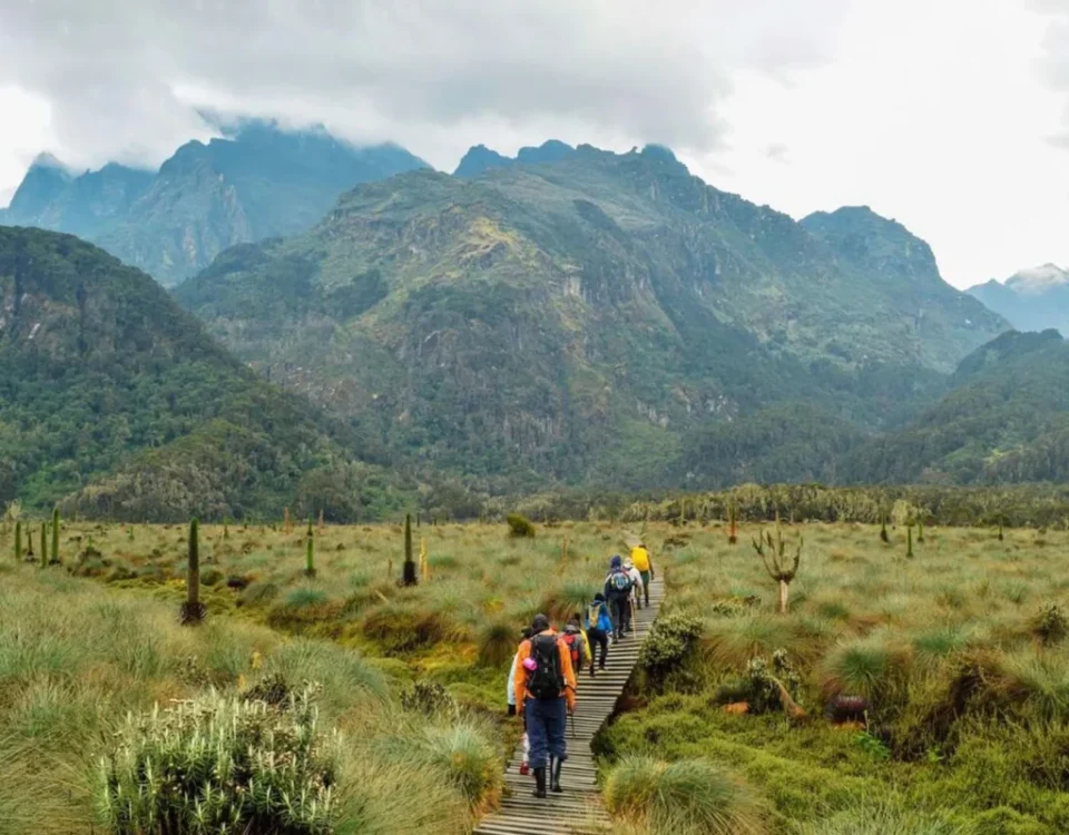 When Is the Best Time to Visit Mountain Rwenzori?