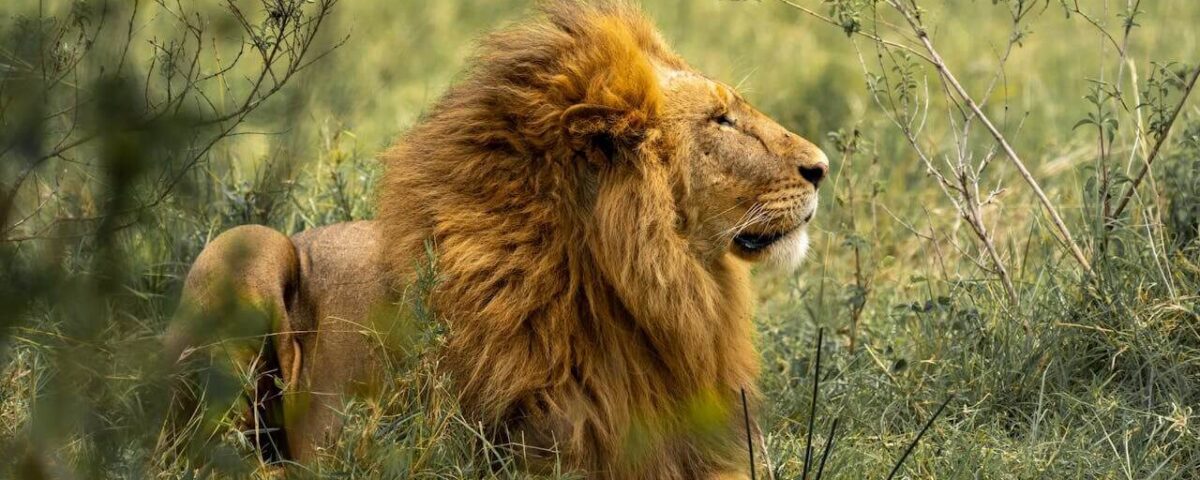 How Much Does It Cost to Go to East Africa Safari