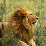 How Much Does It Cost to Go to East Africa Safari