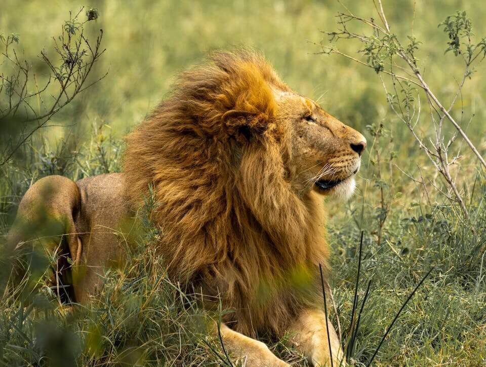 How Much Does It Cost to Go to East Africa Safari