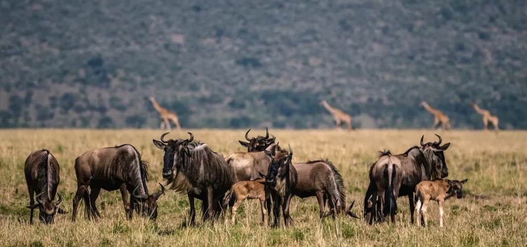 Is Wildlife Beast Migration Safaris Kenya Safe?