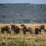 Is Wildlife Beast Migration Safaris Kenya Safe?